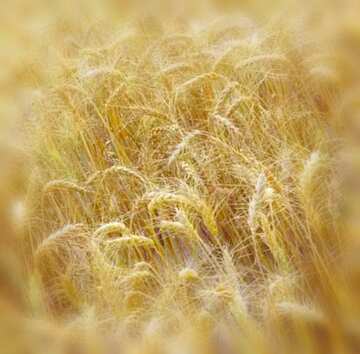 FX №18857 Image for profile picture Growing of cereals.