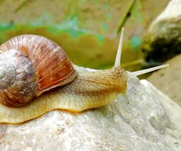 FX №18939 Image for profile picture Horned snail.