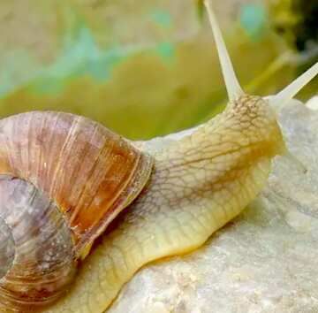 FX №18941 Image for profile picture Horned snail.