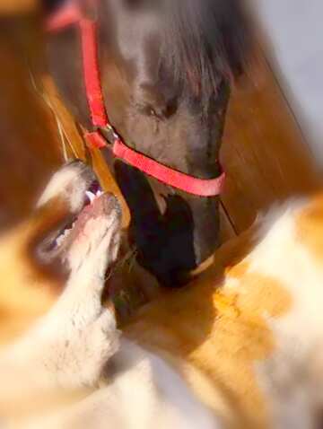 FX №18308 Image for profile picture The horse and dog.
