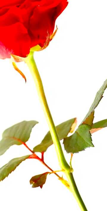 FX №18009 Image for profile picture Long-stemmed roses.