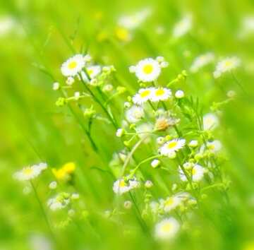 FX №18881 Image for profile picture Meadow grass.