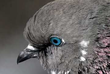 FX №18327 Image for profile picture Pigeon head.