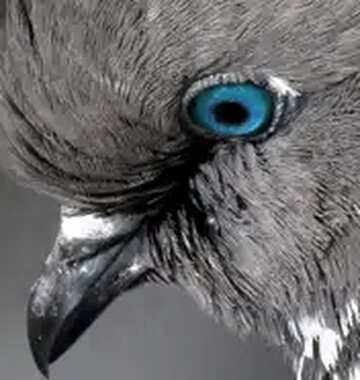 FX №18328 Image for profile picture Pigeon head.