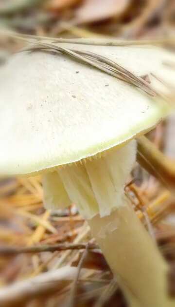 FX №18556 Image for profile picture Poison Mushroom.
