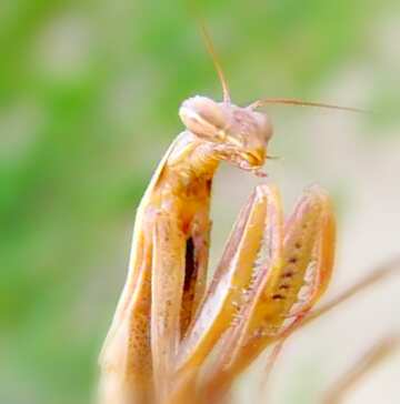 FX №18572 Image for profile picture Predatory insect.