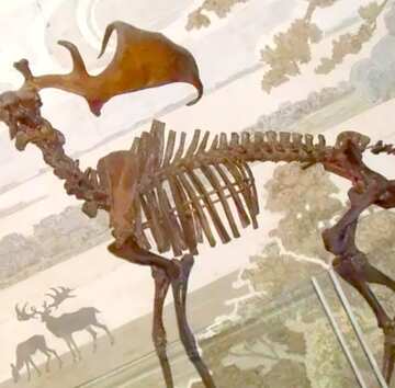 FX №18444 Image for profile picture Prehistoric elk skeleton.