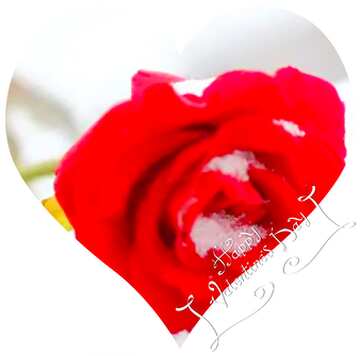 FX №18100 Image for profile picture Red rose on white snow.