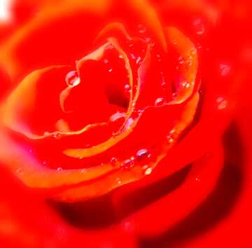 FX №18014 Image for profile picture Rose flower white.