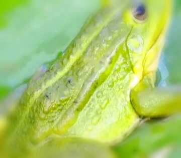 FX №18494 Image for profile picture Simple frog.