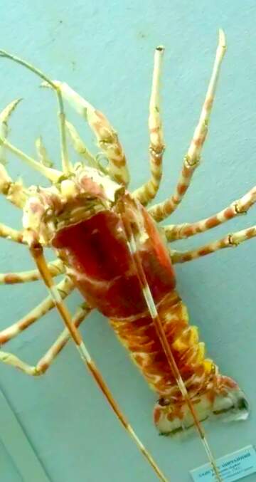 FX №18433 Image for profile picture Spiny lobster.