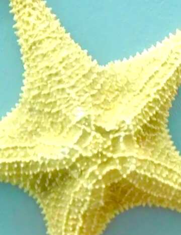 FX №18431 Image for profile picture Starfish clam.