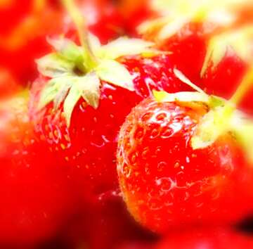 FX №18506 Image for profile picture Strawberry picking season.