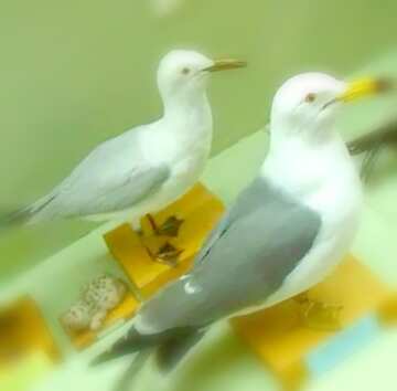 FX №18427 Image for profile picture A stuffed seagulls.