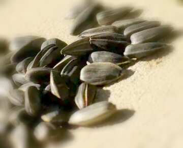 FX №18862 Image for profile picture Sunflower seeds.