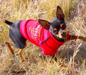 FX №18464 Image for profile picture Toy Terrier in red clothes.