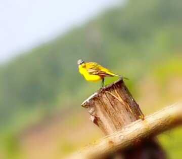 FX №18709 Image for profile picture Yellow Bird.