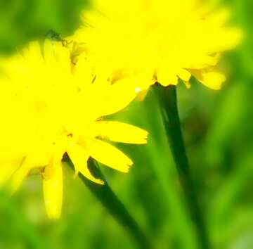 FX №18742 Image for profile picture Yellow flowers in the grass.