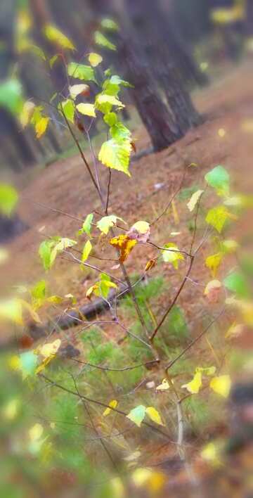 FX №18270 Image for profile picture Young birch in pine forest.