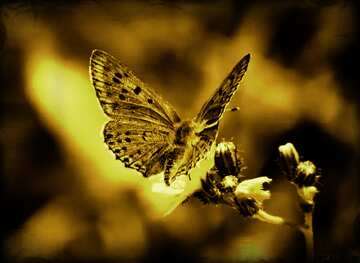FX №18808 Monochrome. Flying butterfly.