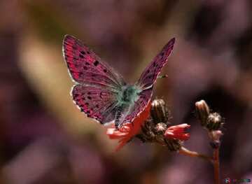 FX №18811 Purple color. Flying butterfly.