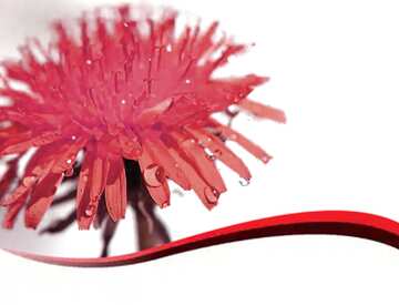 FX №18900 Red Dandelion