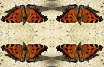 FX №18498 Texture. Orange Butterfly pattern