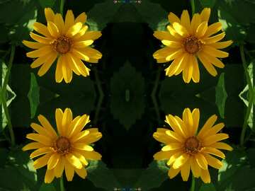 FX №18893 Texture. Yellow flower like daisy.
