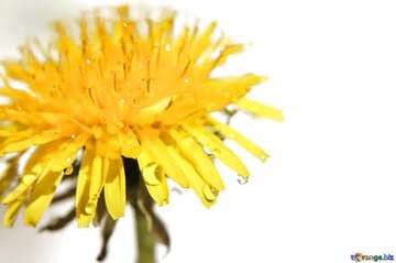 FX №18897 White  card background with dandelion