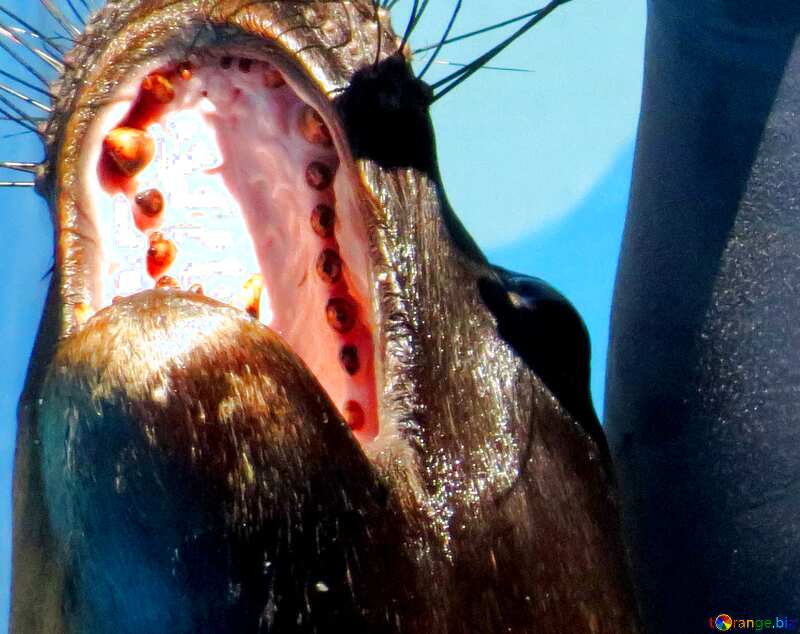 Blue color. Sea lion teeth. №25377
