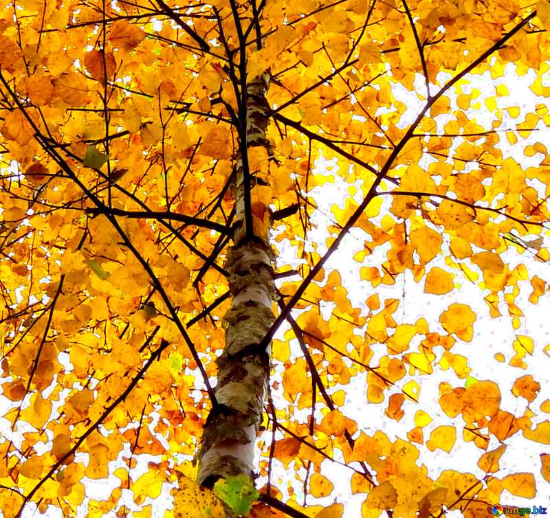 Cover. Autumn birch. №28304