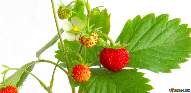 Cover. Branch of strawberries on white background. №27522