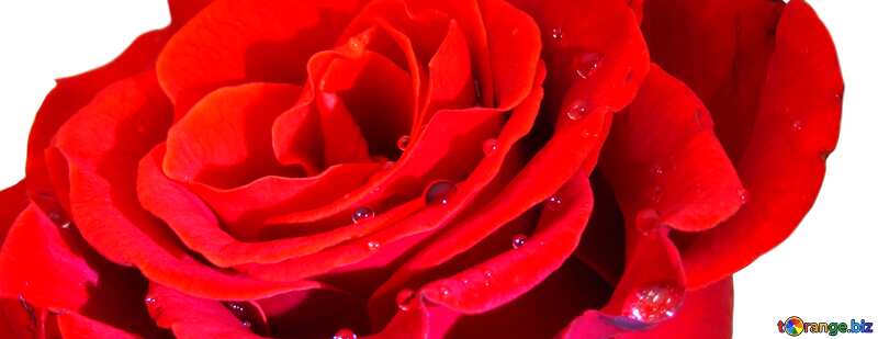 Cover. Flower red rose. №17130
