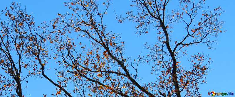Cover. The last leaf on the tree. №28479