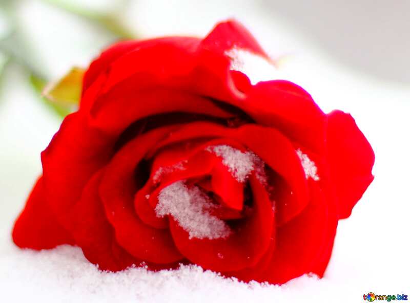 Cover. Red roses in the snow. №17824