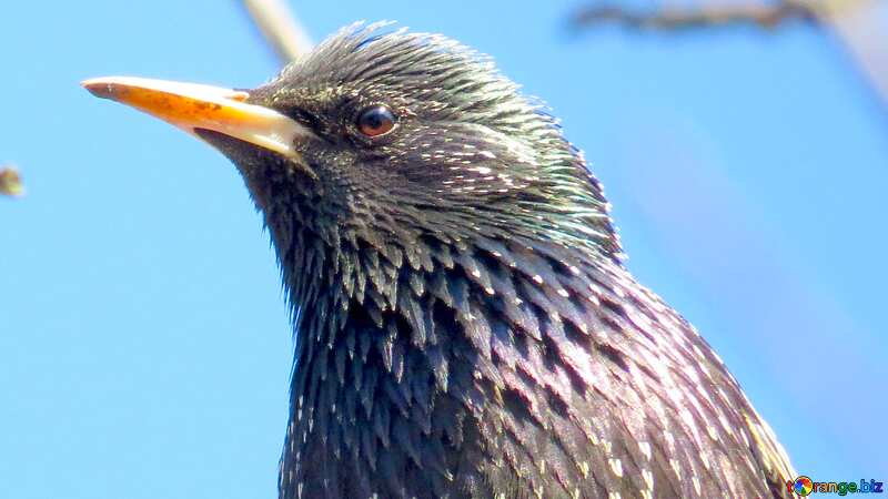 Cover. Starling. №23956