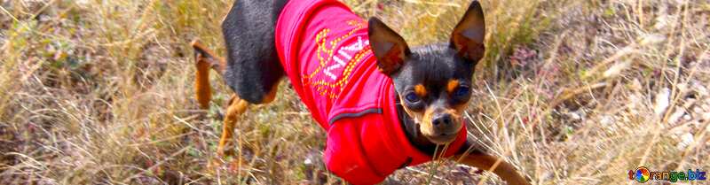 Cover. Toy Terrier in red clothes. №2164
