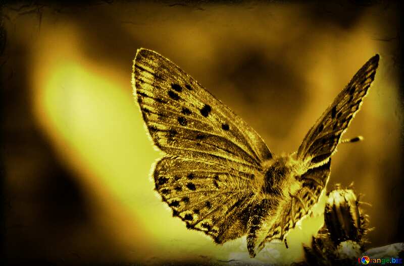 dark butterfly №25913