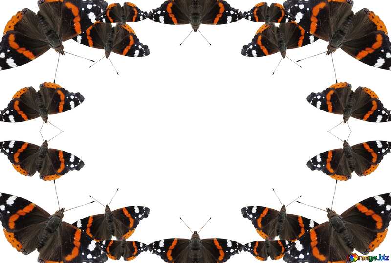Frame butterfly №22250