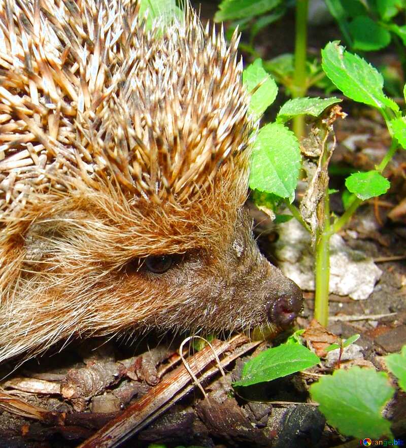 Image for profile picture  muzzle hedgehog hedgehog . №2476