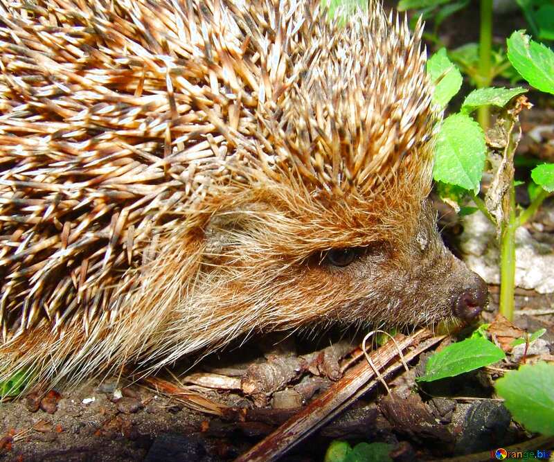 Image for profile picture  muzzle hedgehog hedgehog . №2476