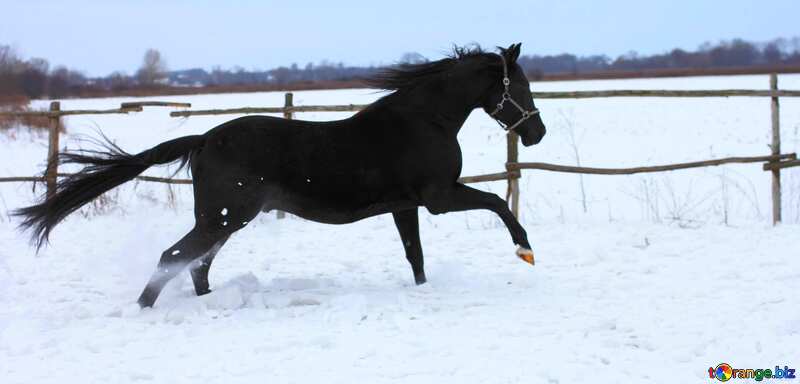 Horse love snow №18196