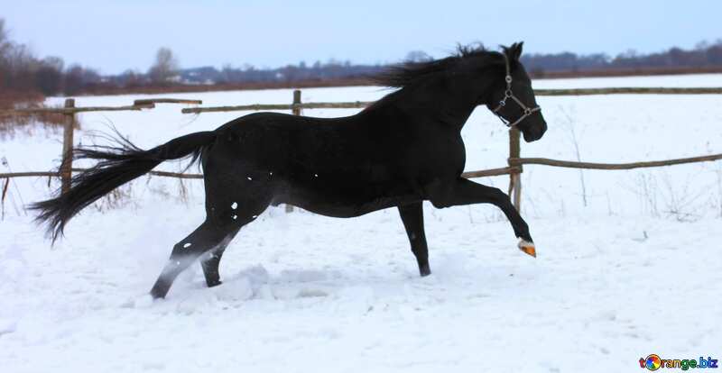 Horse running on snow №18196