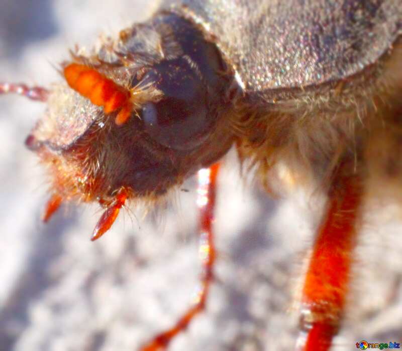 Image for profile picture Antennae June bug. №1713