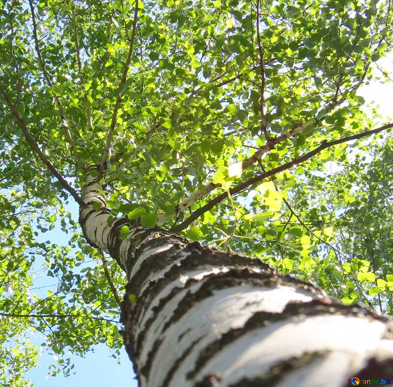 Image for profile picture Birch tree. №22483