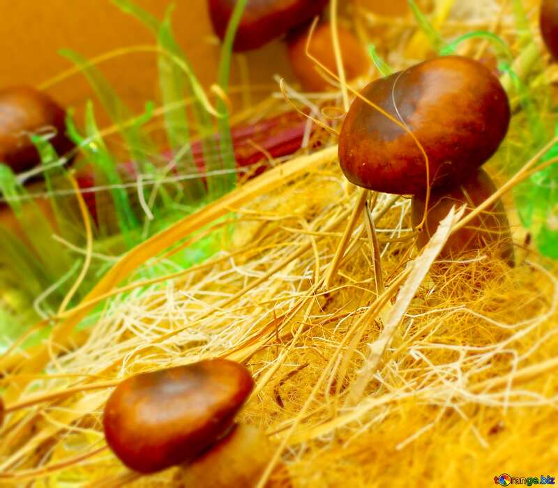 Image for profile picture Crafts made of chestnuts. №26988