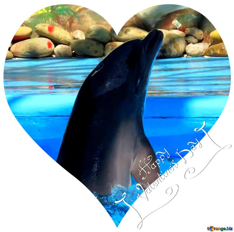 Image for profile picture Curious dolphin. №25372