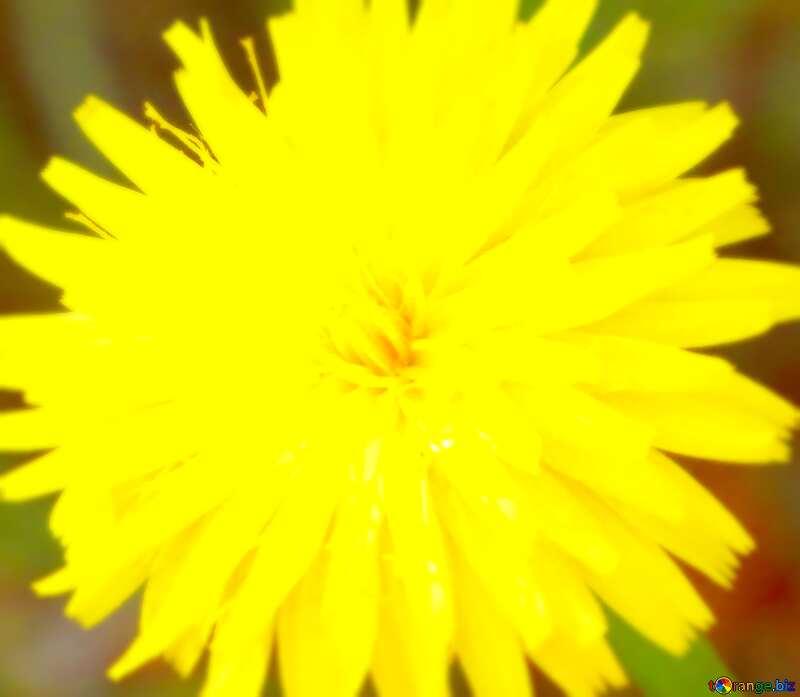 Image for profile picture Dandelion yellow. №23056