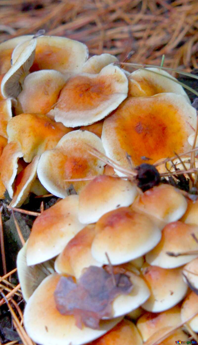 Image for profile picture Dangerous mushrooms. №19108