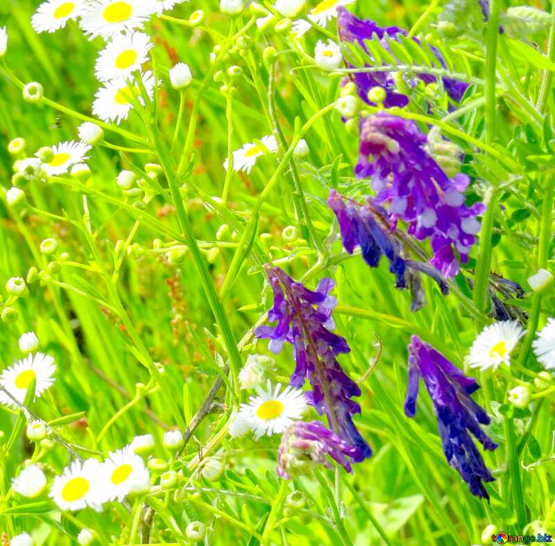 Image for profile picture Desktop wallpaper wild flowers. №27030
